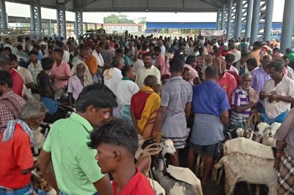 வரத்து அதிகரிப்பால் அடியோடு சரிந்த ஆடுகள் விலை !